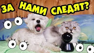 СКРЫТАЯ КАМЕРА В КОМНАТЕ КОТОВ | СЛАДУН - ХУЛИГАН?
