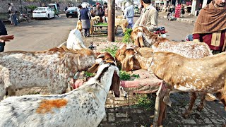 Wednesday Latest update Lahore Bakra Mandi Shahpur Kanjra 2020