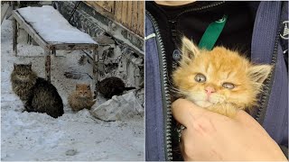 Три маленьких новогодних чуда для трёх маленьких котят. Судьба лютокотиков из аэропорта