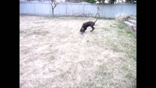 Pudelpointer puppy retrieving (11 weeks)