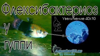 Флексибактериоз, или колумнариоз (Myxobacterial Disease, Saddleback, Fin Rot, Cotton Wool Disease)