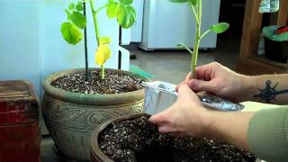 How to grow a potato indoor, in my man cave
