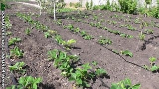 Клубника / Мульчирование клубники / Как правильно мульчировать