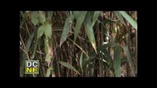 A Tour of Argo Bamboo Farm