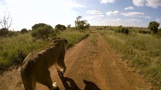 Why Do I Walk The Lions? | The Lion Whisperer