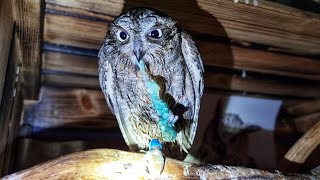 Влажные совушки жуют голубых гусениц без вот этого вот всего
