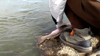 Viajes de pesca Lago strobel  arroyo el moro