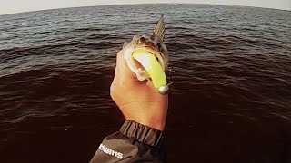 Судак на Z-MAN, LUNKER CITY. Киевское водохранилище. GO PRO 720 p.