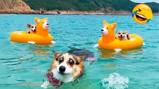 Funnist Animal Videos 2022 - Funny Dogs And Cats Videos