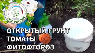 Как бороться с фитофторой. Обработка томатов от фитофтороза.