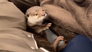 寝るとカワウソが同じ姿勢で一緒に寝に来てくれるうちのソファ When you sleep, the otter sleeps with you in the same position.
