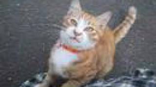 ストーカー猫　cat
