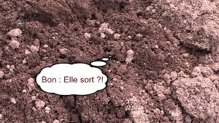 TAUPE / Talpa europaea / Taupinière ça Pousse ! BRUITX