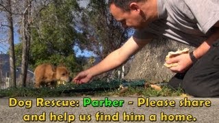 Dog Rescue Mission: Parker. Please share and help us find his forever home.