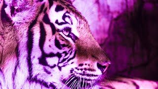 Spiritual Energy Cleanse | 432Hz Healing Tones | Detox Your Soul | Relaxing Meditation Music