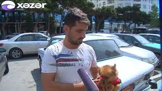 Bakının it bazarında qiymətlər - REPORTAJ