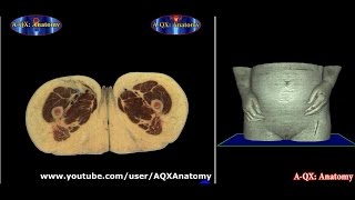 Анатомия женский половой орган / Anatomy of the Female Sex Organs