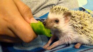 Cute hedgehog eats a green pepper