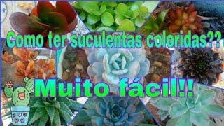 Como ter suculentas coloridas