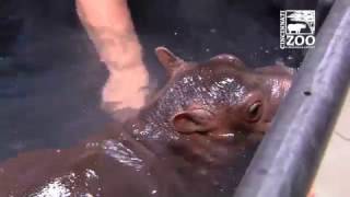 Premature Hippo Fiona in Big Kid Pool - Cincinnati Zoo