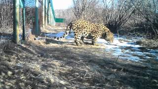 Леопард Leo 80M занимается вокализацией