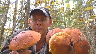 ГРИБНЫЕ БУКЕТЫ БЛАГОРОДНЫХ ГРИБОВ ВОТ ЭТО УСПЕХ УШЕДШЕЙ ОСЕНИ