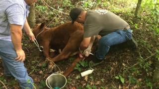 Castration of our Hereford bulls