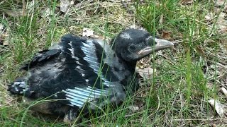 Corvus corone carrion crow zwarte kraai