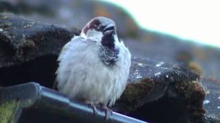 GRÅSPARV  House Sparrow  (Passer domesticus)   Klipp - 457
