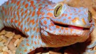 Tokay Gecko