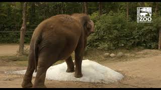 Home City Ice for the Elephants - Cincinnati Zoo