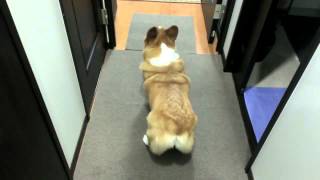 Corgi Twerk