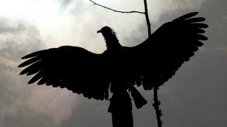 Giant Florida Vultures dry out after extreme rainfall slow motion giant bird