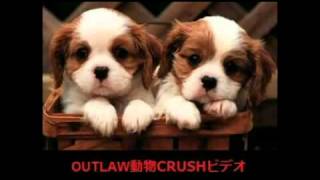 (Italian Version) STOPCRUSH.ORG: Global Unity Against Animal Crush Video