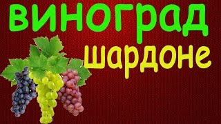Виноград Шардоне