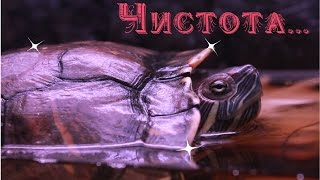 Как мыть аквариум (для черепах)