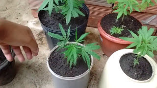 A DIFERENÇA ENTRE PLANTA MACHO X FÊMEA + IMPREVISTOS #GUERRILHA (04)