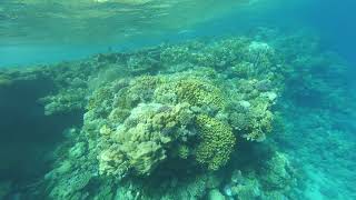 Кораловый риф Хадаба/ coral reef Hadaba
