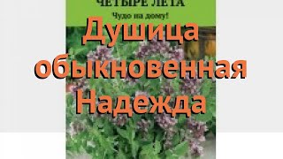 Душица обыкновенная Надежда (nadezhda nadezhda) ? Надежда обзор: как сажать, семена душицы Надежда