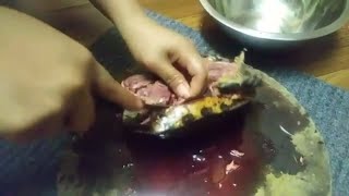 karen cook and eat yummy turtle