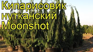 Кипарисовик нутканский Мун Шот. Краткий обзор, описание chamaecyparis nootkatensis Moonshot