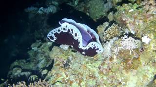 Неимоверные красоты Красного Моря. Ночной Дахаб. Часть 1