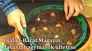 Tavaszi hagymások ültetésének menete