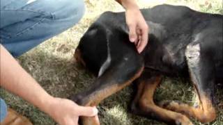 Neurocirurgia veterinária