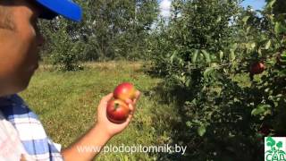 Яблоня сорт Коваленковское