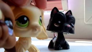 LPS: "Кошки против собак" 1 серия