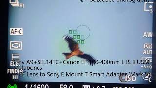 A9+SEL14TC+Canon EF 100-400mm f4.5-5.6L IS II USM