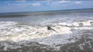 5 ft shark caught in Carova NC in OBX 06-28-15