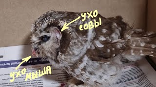 Переселили сыча Чучундрия в новую старую клеточку. Сыч Лучик внимательно следил за процессом