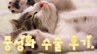 고양이 중성화수술 비용 및 회복기간?알려드립니다